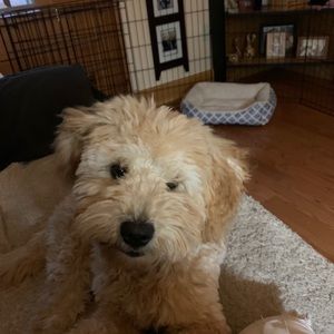 Meet your Posher, Marie